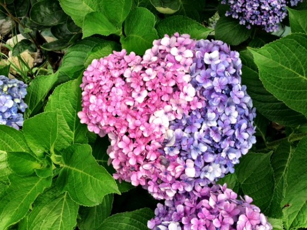 紫陽花カラー